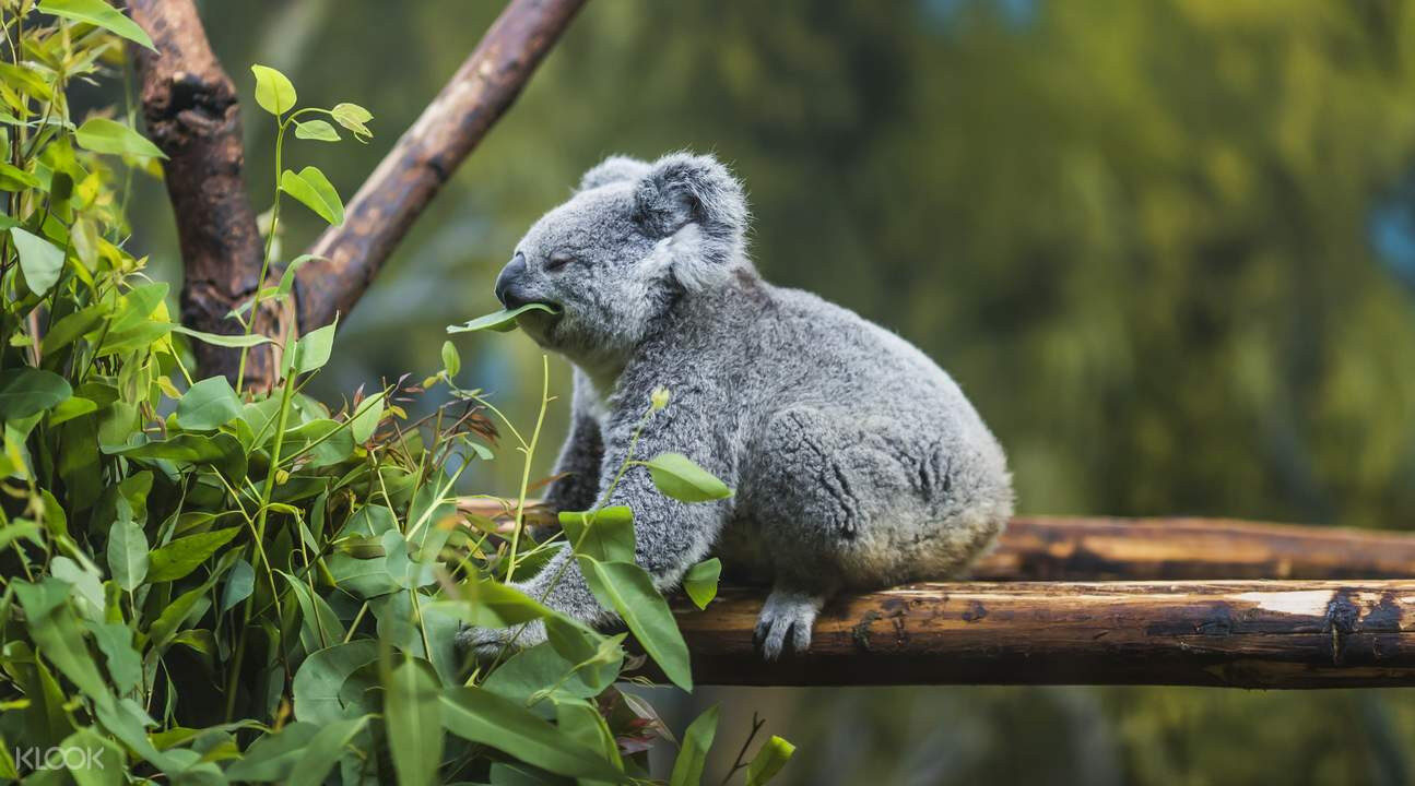 Koala Lone Pine