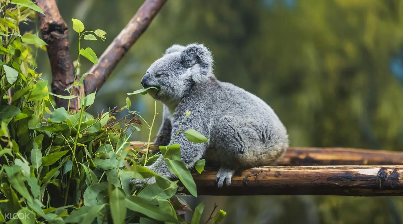 Koala Lone Pine