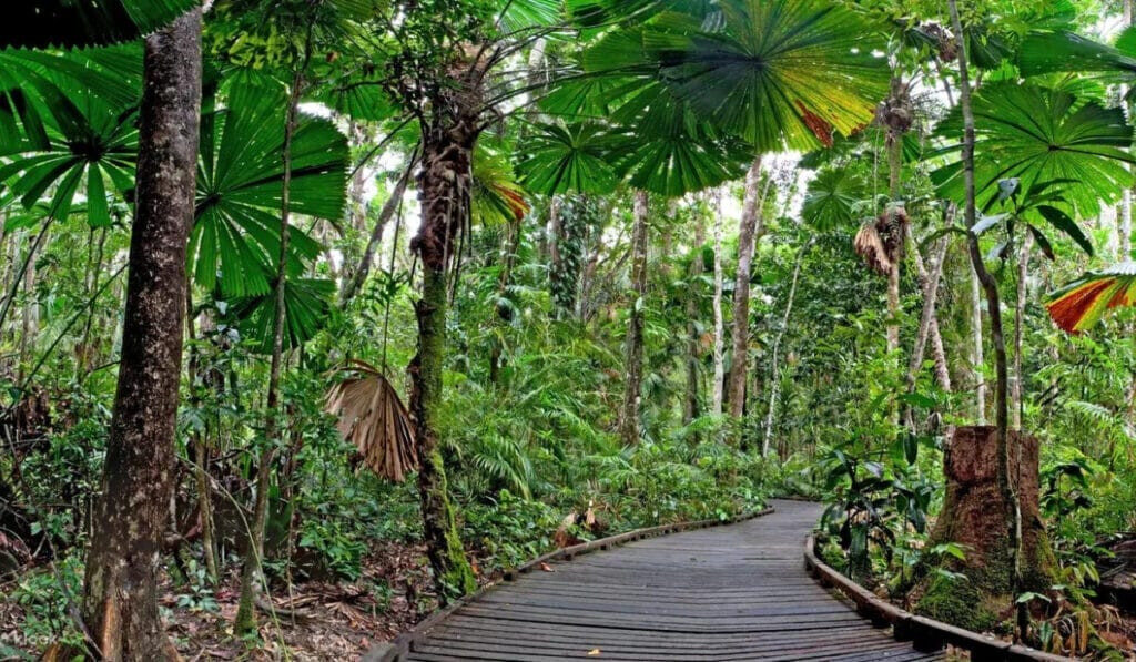 Rừng Mưa Nhiệt Đới Daintree